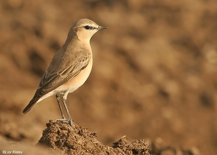     Isabelline Wheatear  Oenanthe isabellina              ,,, 2009.  